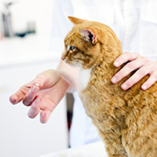 Vermifuger son chat